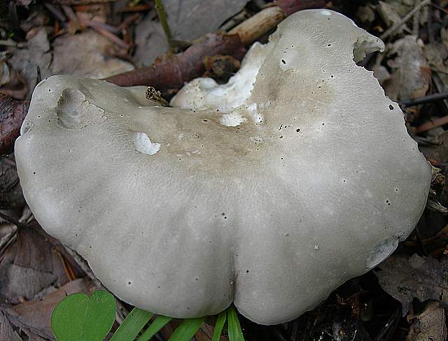 I  Funghi della collina pianeggiante